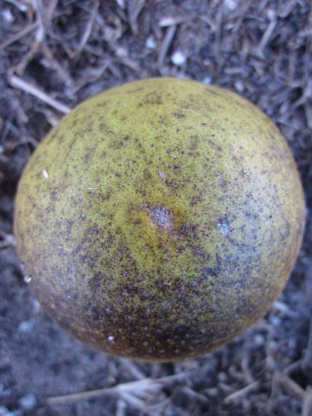            Fruit (Winter Haven, FL)   